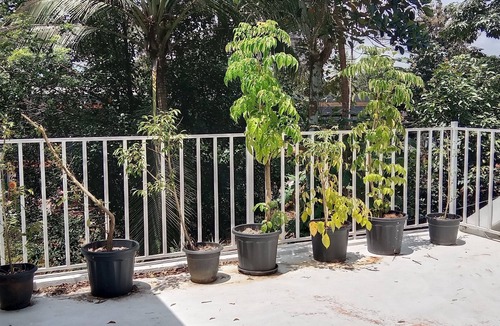 Kozhikode Villa | Bougainvilla Luxury Villa Near IIMK & NIT Calicut
