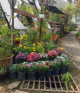 Amritpur Resort | Cottages At Village Bhimtal-Naukuchiatal
