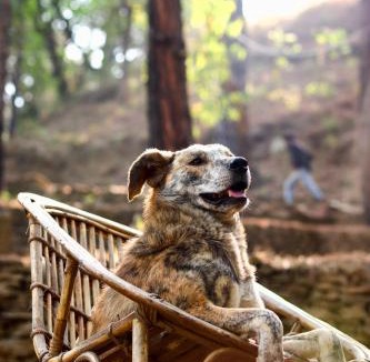 Pauri House | Forest Cabin Bugyal Stays