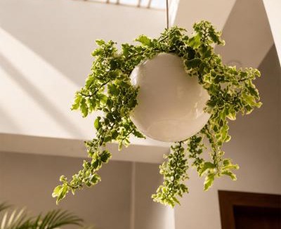 Kalpetta House | Re-Leaf Hom-Treat Homestay