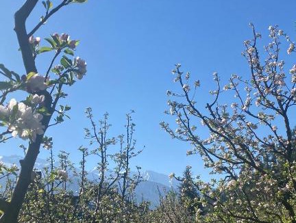 Manali House | Sahīra - The Orchard House