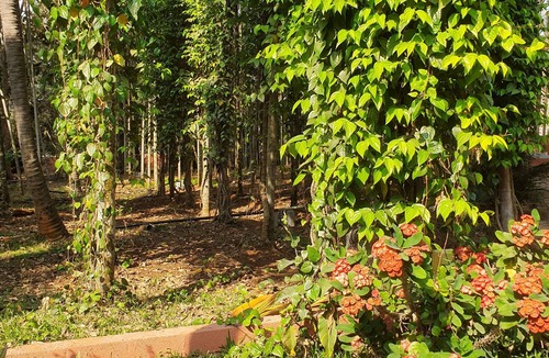 Agara House | the 'Farm Estate Social' Colonial House in Nature