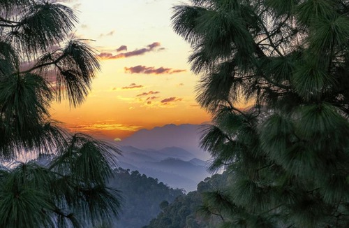Kumarhatti Hotel | TreeHouse Kasauli Operated By Splendid Hotels I Vacations I Family Groups & Events I Forest Treks I Memories I