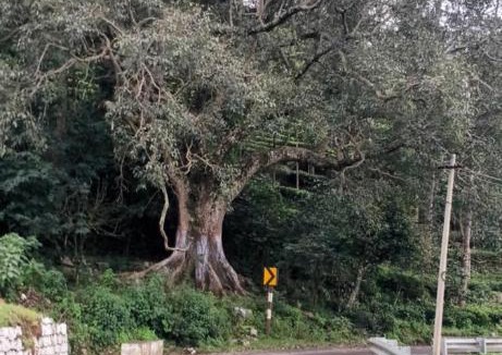 Kotagiri House | Varshini home stay