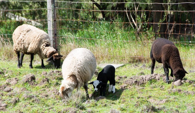 Hunter Valley Luxury Farm Stay with Stunning Mountain Vistas in Quorrobolong