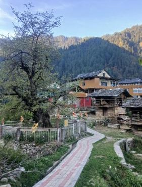 The Wild Pine Jibhi By sSangyaa