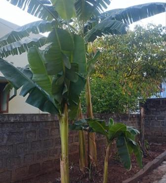 Visava homestay