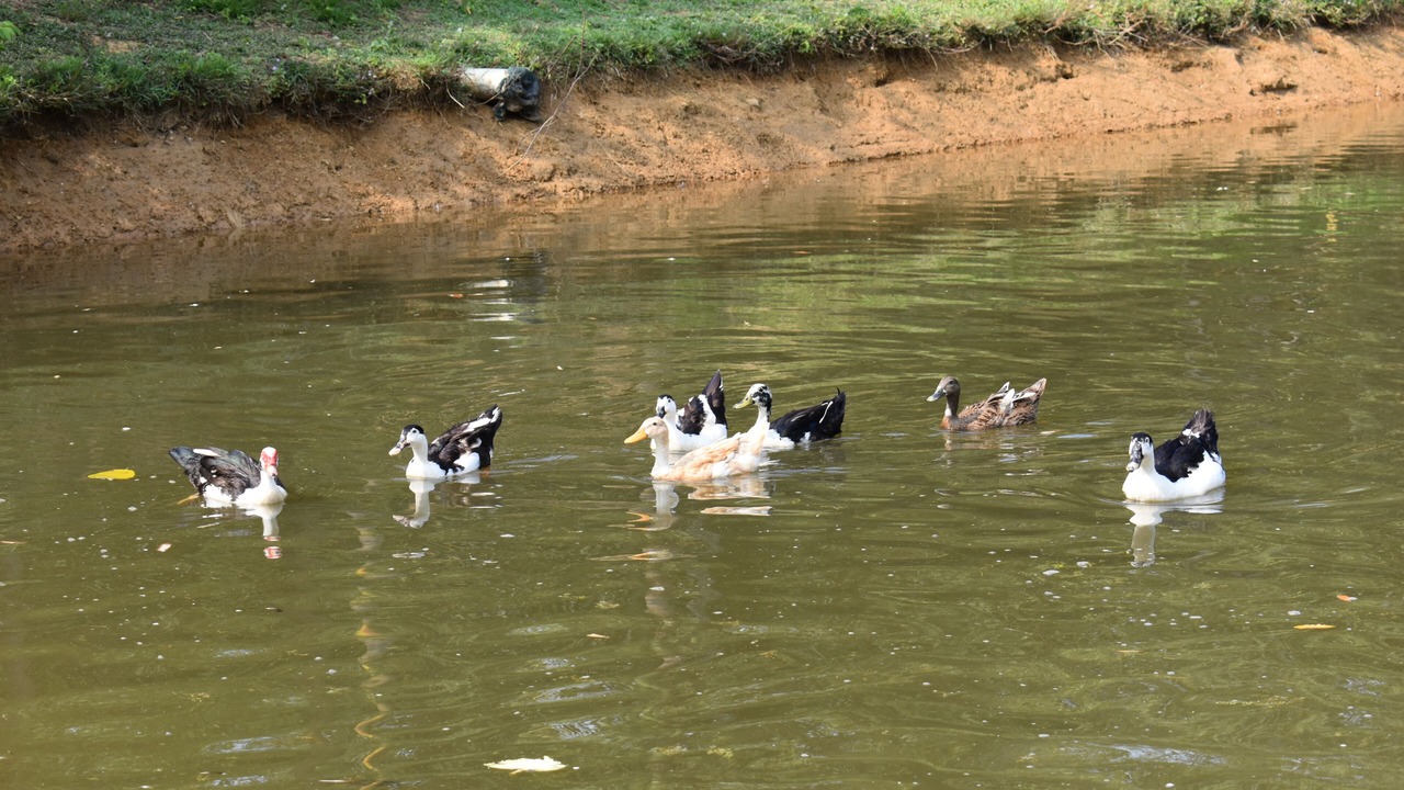 Photo of Others in Virarajendrapet