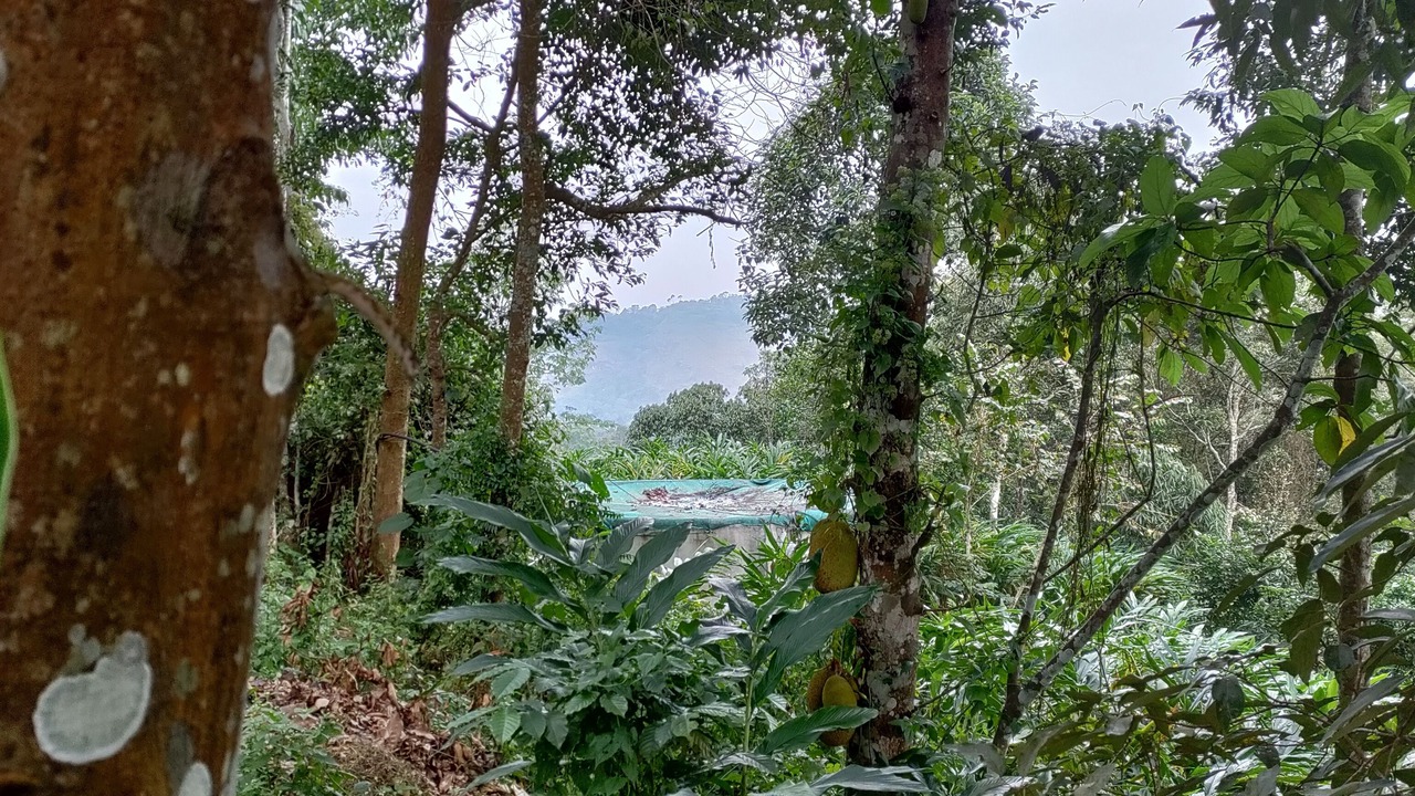 Photo of Outdoor in Udumbanchola
