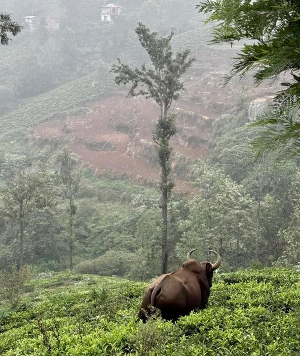 Photo of Others in Coonoor