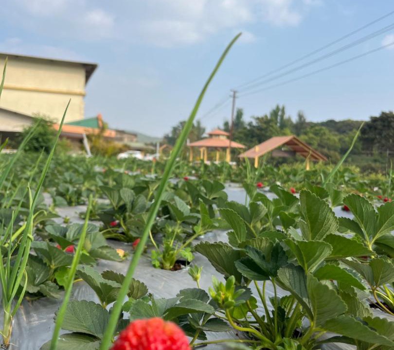 Photo of Outdoor in Mahabaleshwar
