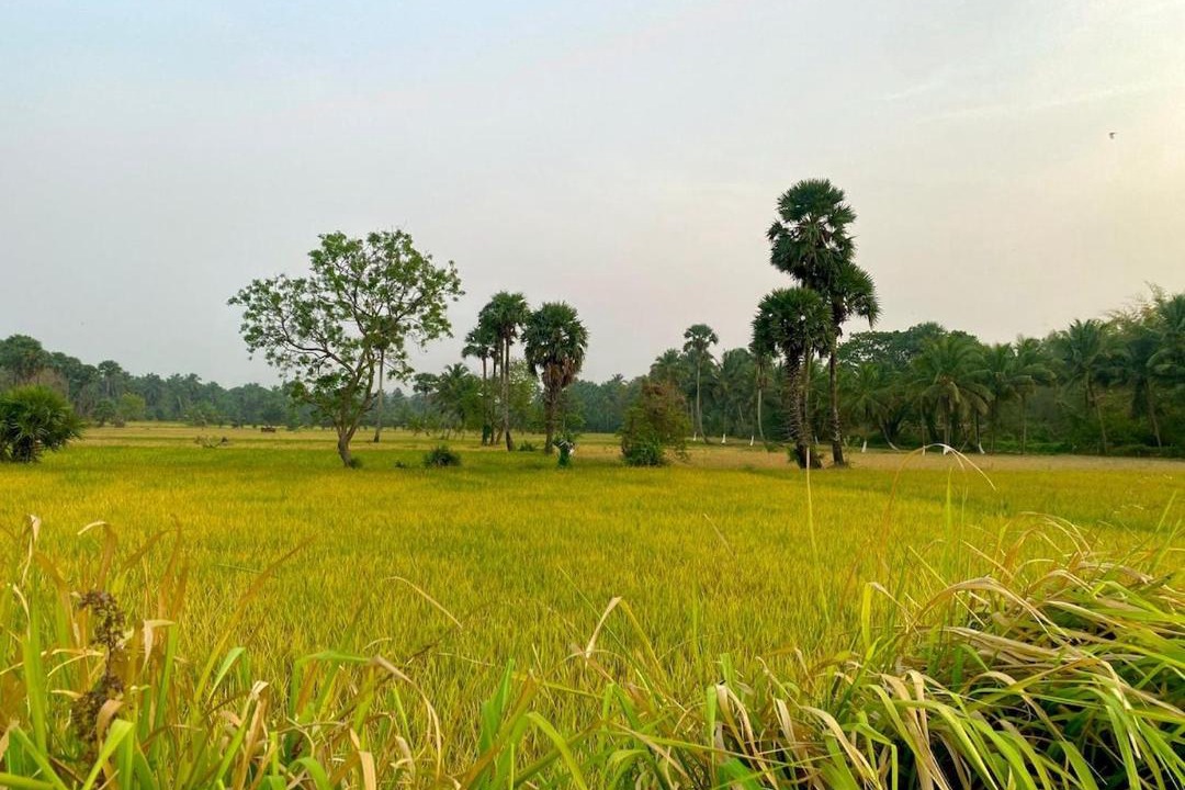 Photo of Others in Palakkad