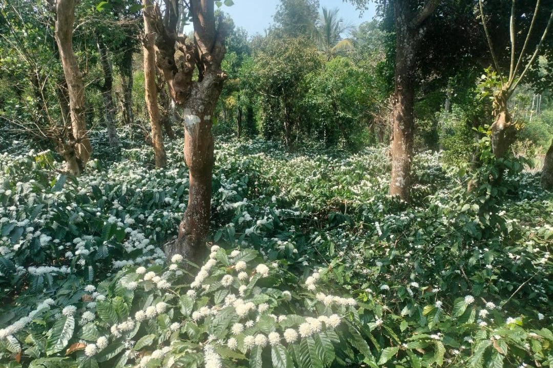 Photo of Outdoor in Madikeri