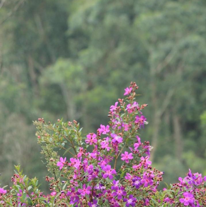 Photo of Others in Yelagiri