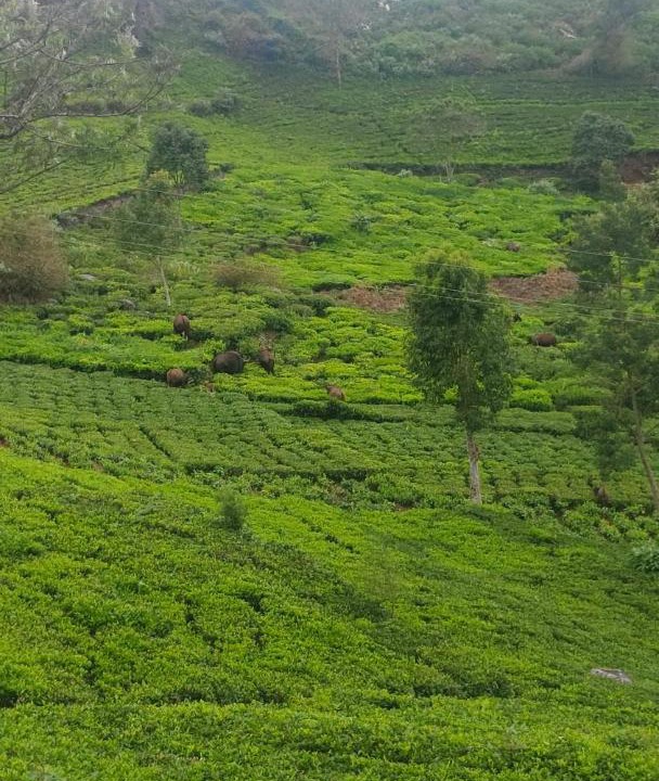 Photo of Others in Kotagiri
