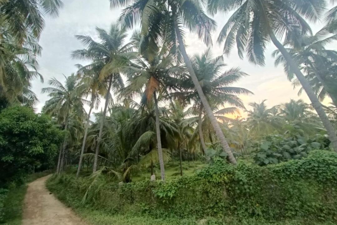 Photo of Others in Chittur