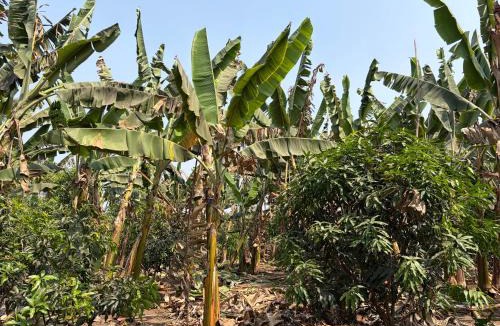 Kamalapur House | Hampi Banana Farm House