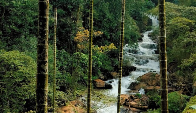 Coorg Silent Stay - Homestay